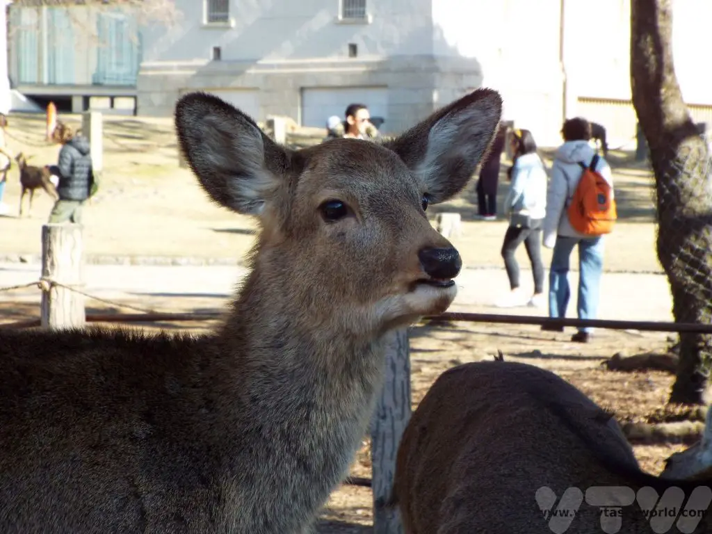 Nara deer trip to Japan