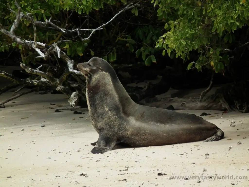 Galapagos Land Based Itinerary
