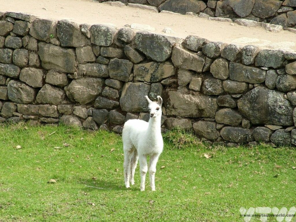 Machu Picchu llama