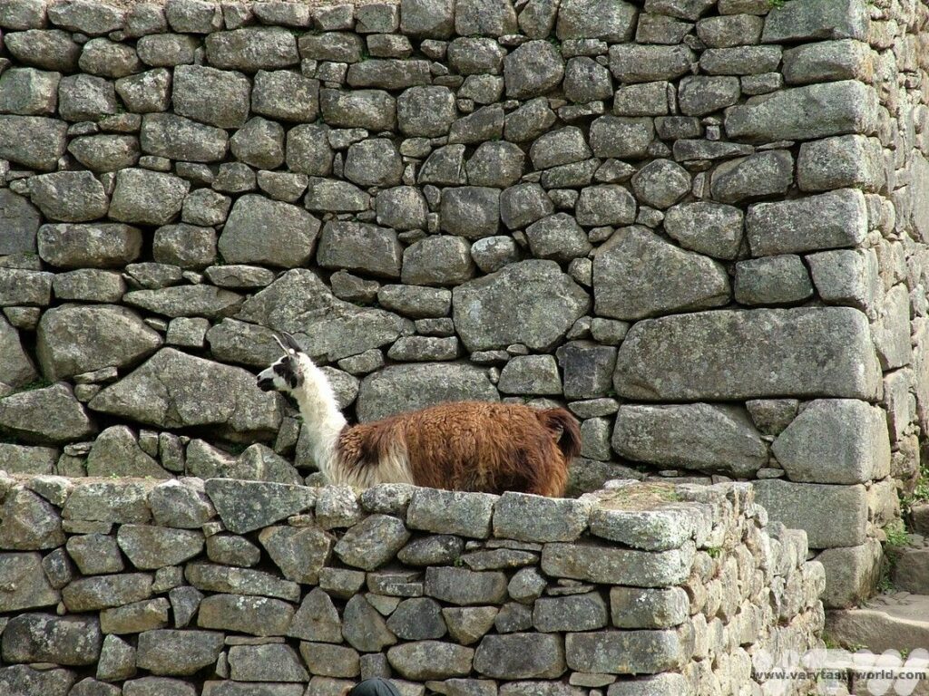 Machu Picchu llama