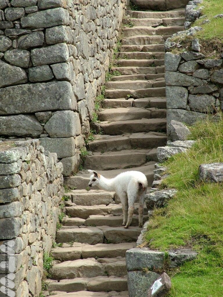 Machu Picchu alpaca