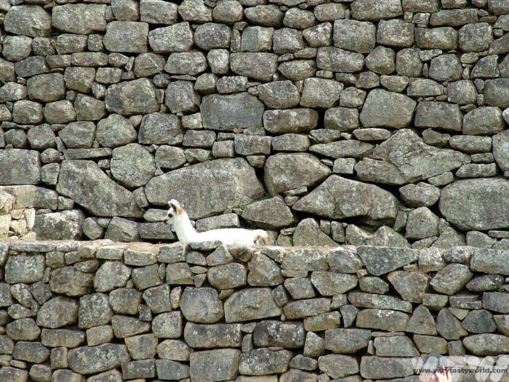 Machu Picchu llama
