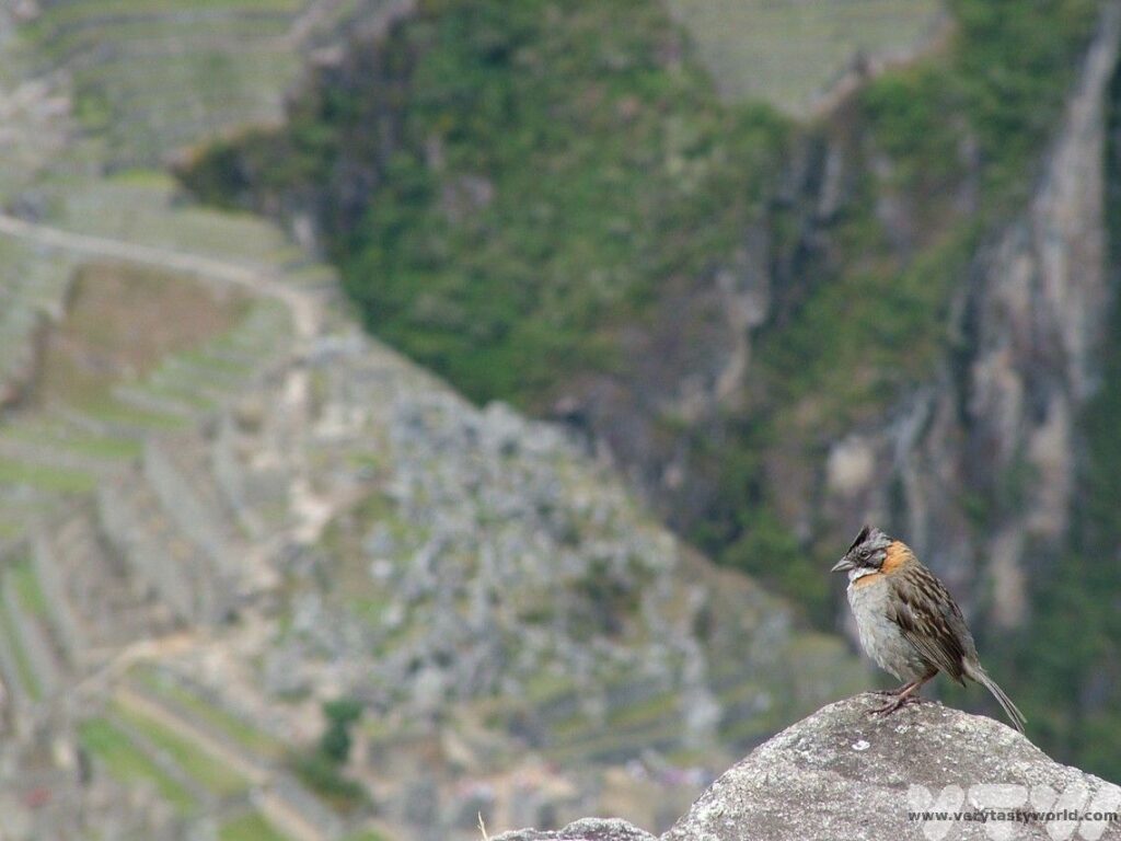 Huayna Picchu view of Machu Picchu sparrow