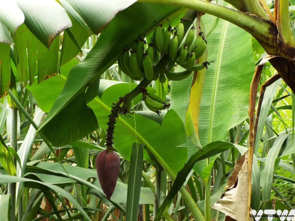banana tree