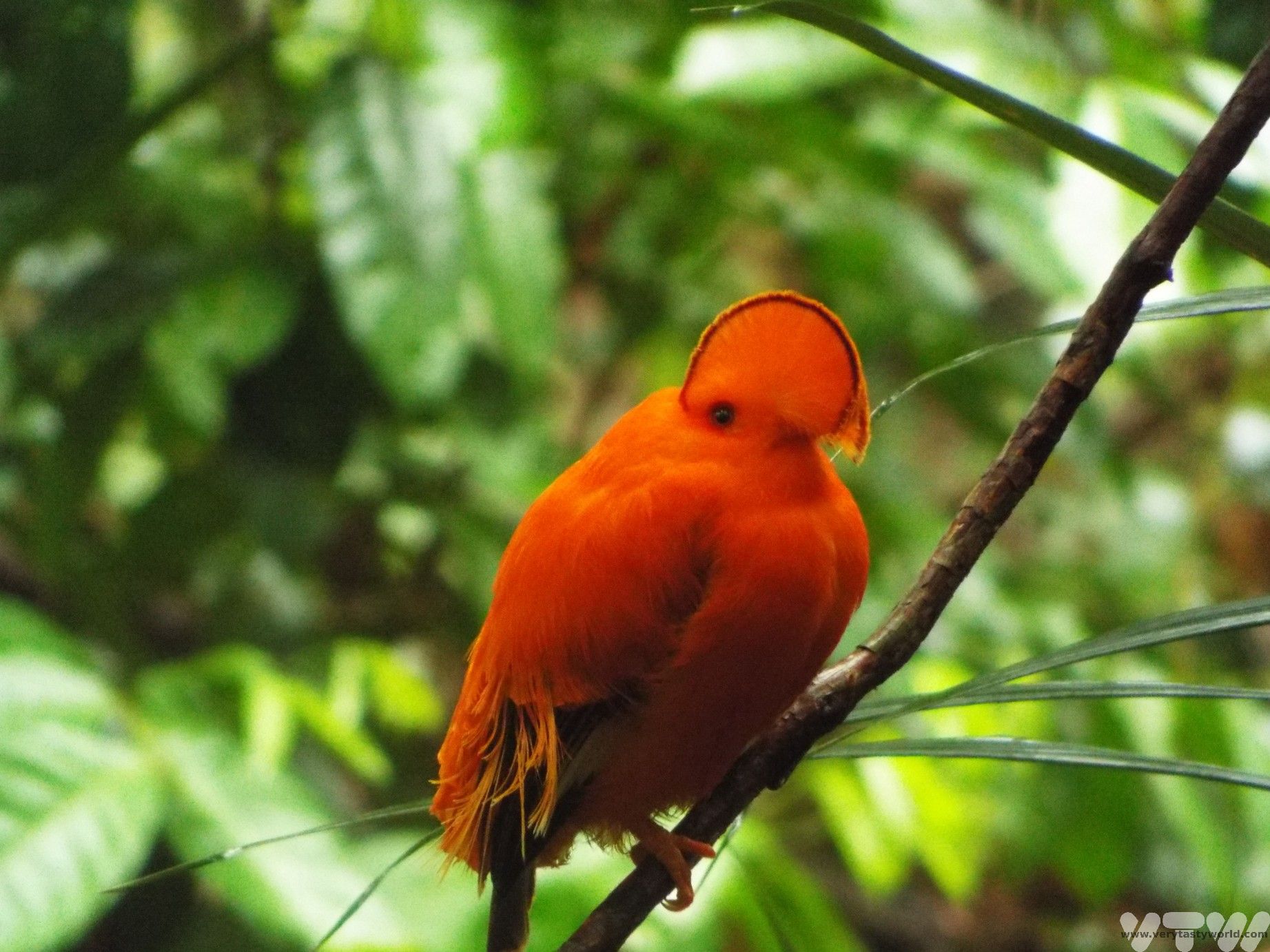 cock of the rock bird