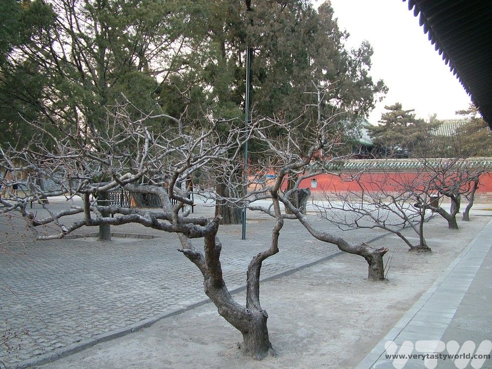 Temple of Heaven garden