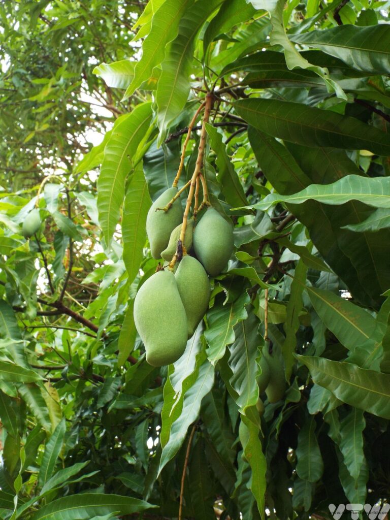 mangoes