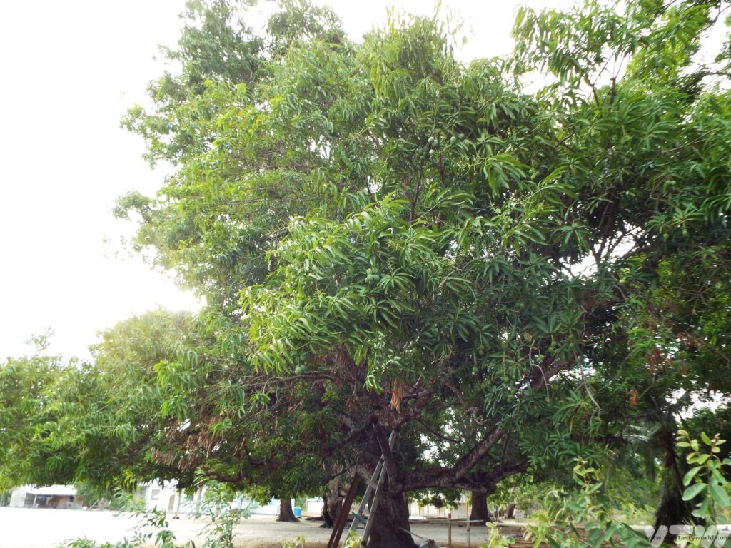 lime tree