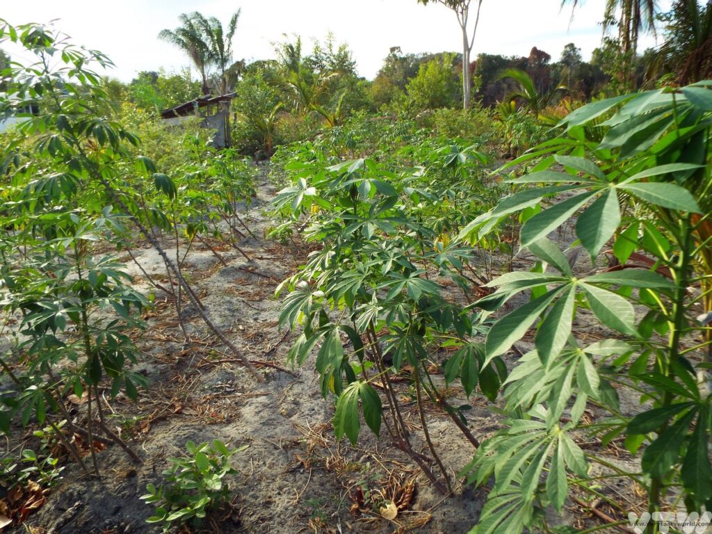 Amerindian Food In Guyana -cassava growing