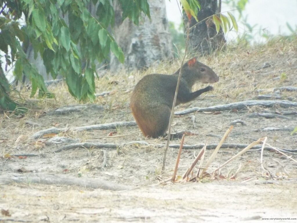 red rumped agouti