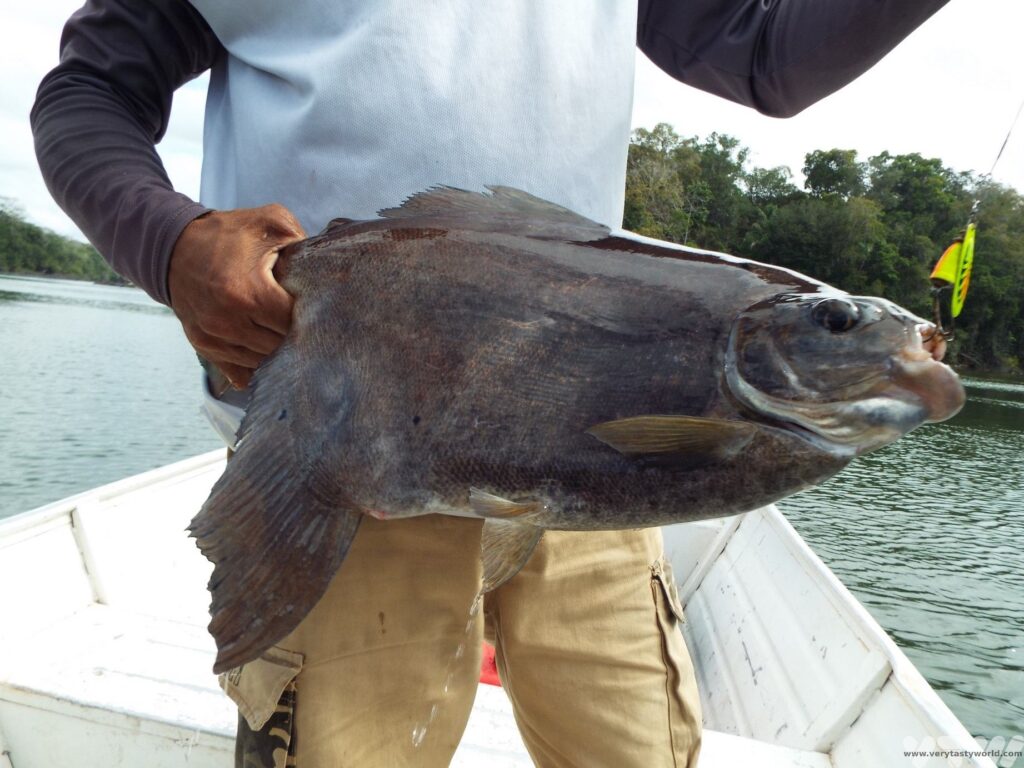 red pau fish