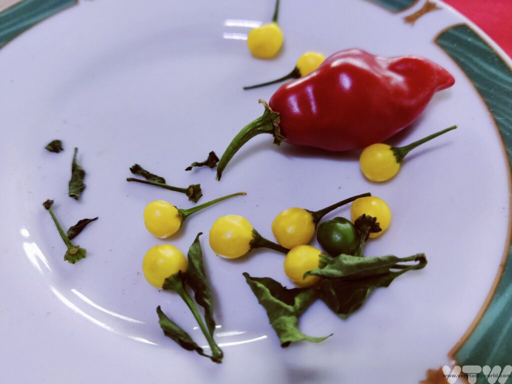 capsicum hot chilli peppers