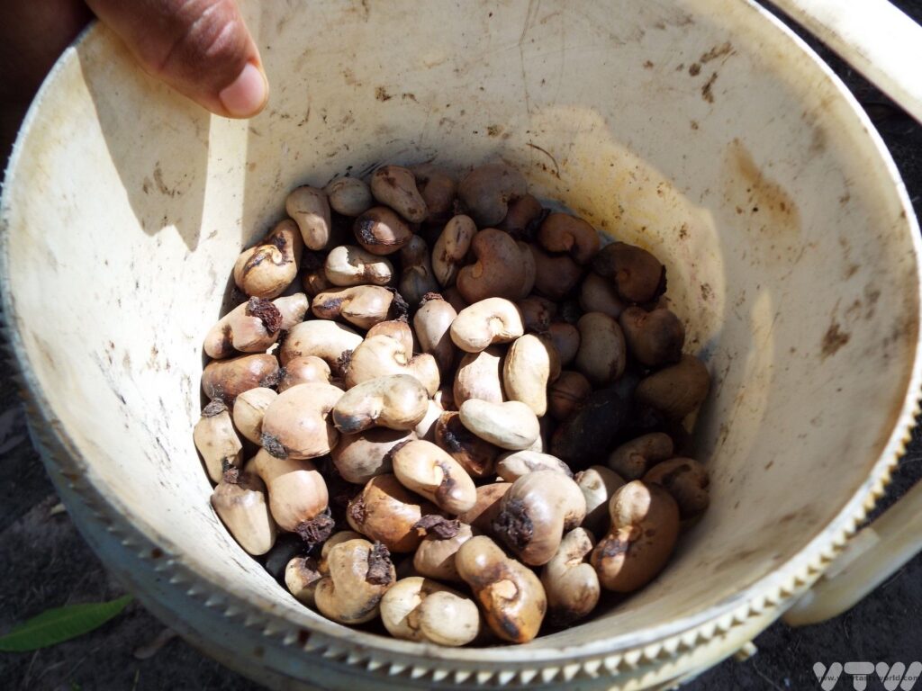 cashew fruits waiting to be roasted
