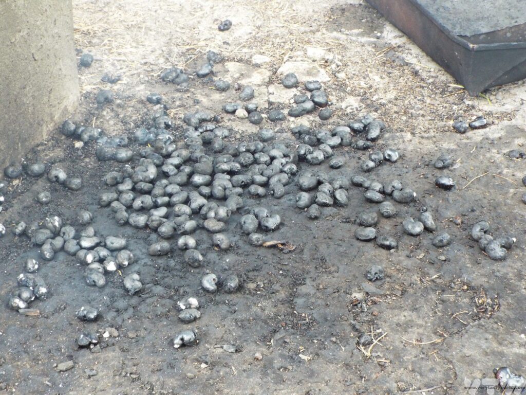 blackened cashew shells