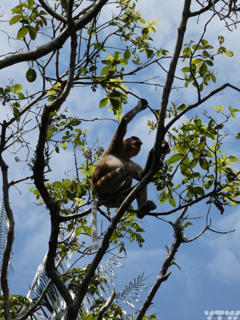 proboscis monkey at Bako national park