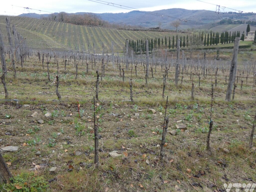vineyard in winter showing rows of vines