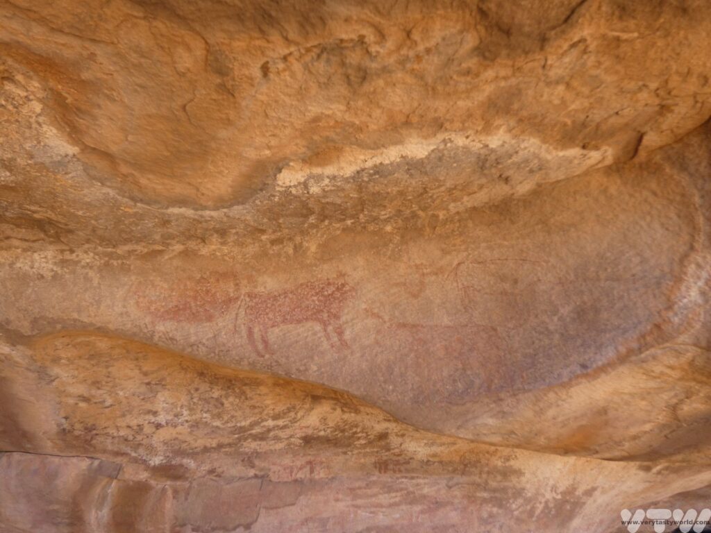 5000 year old petroglyphs showing cattle