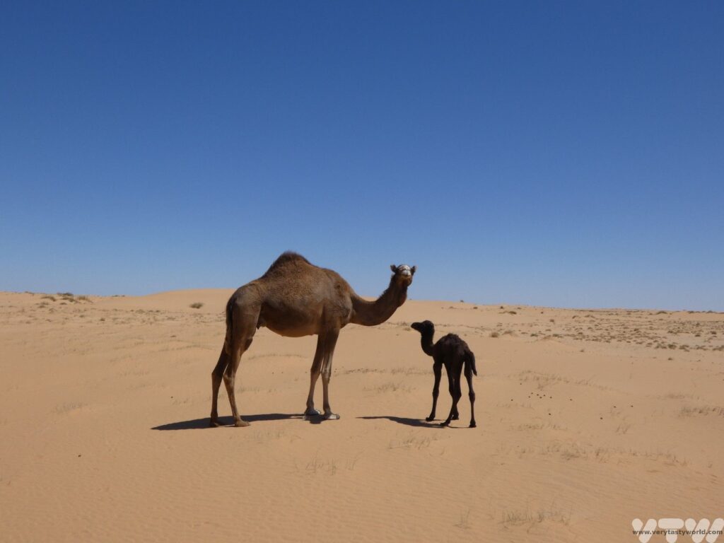 mother and baby camel in the desert in mauritania