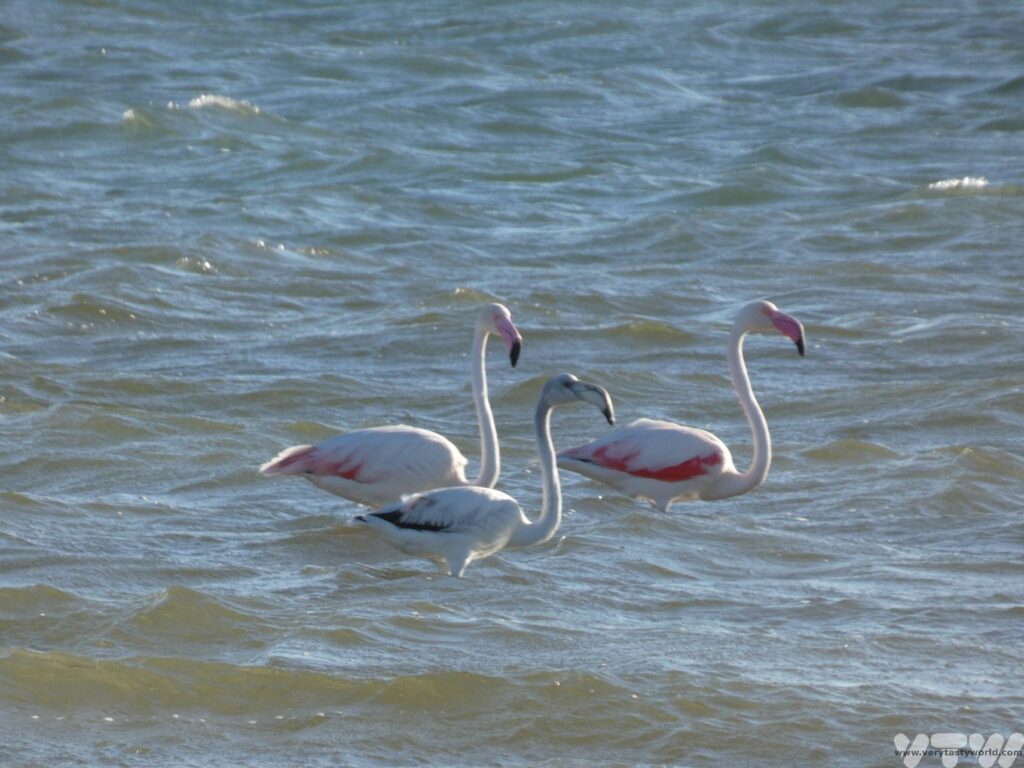 3 flamingoes in the sea