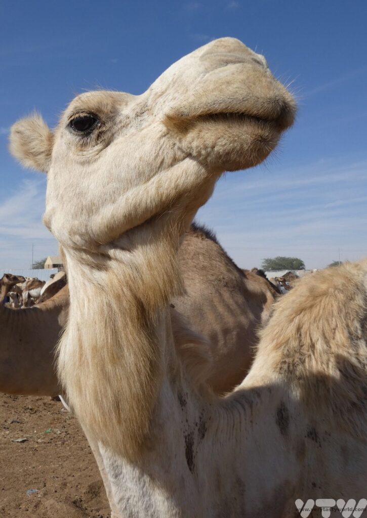 camel at the camel market in Nouakchott, Mauritania