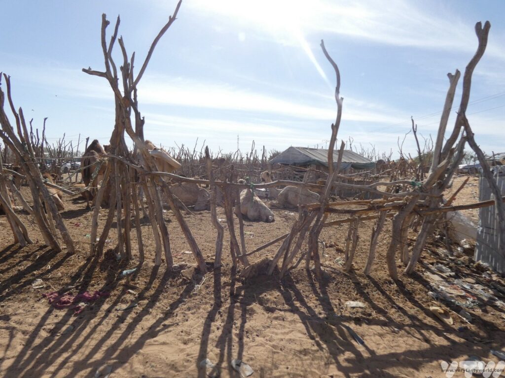 camel market at Nouakchott - fences