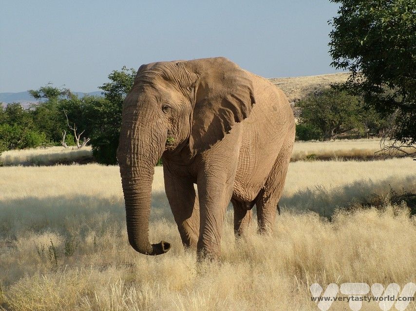 An elephant sauntering through Damaraland on the Namibia Road trip