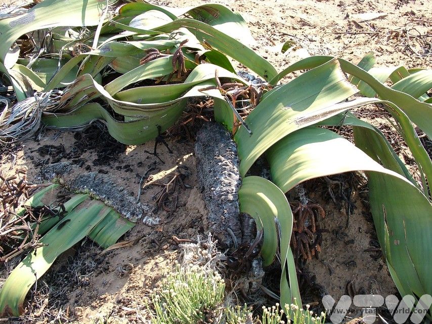 Welwitschia mirabilis plant
