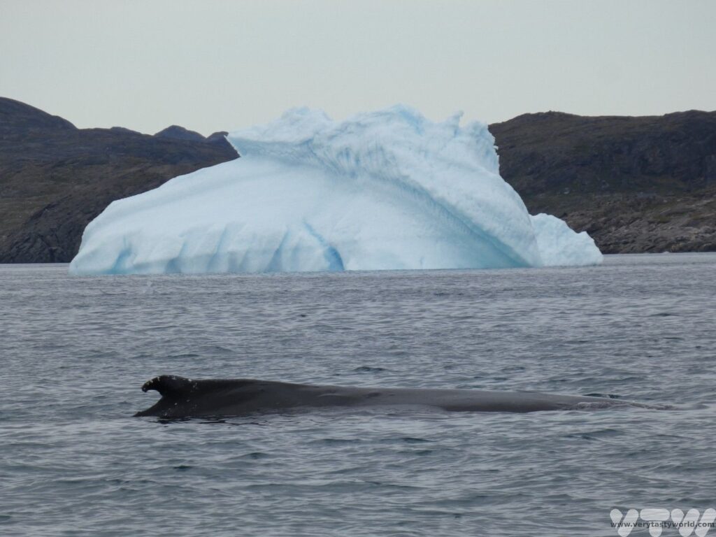 humpback whale in front of an iceberg in Nuuk ice fjord
