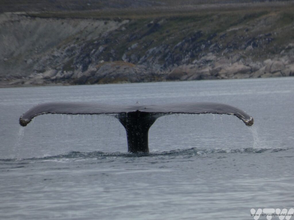 tail of humback whale as it dives to feeds in the fjord.