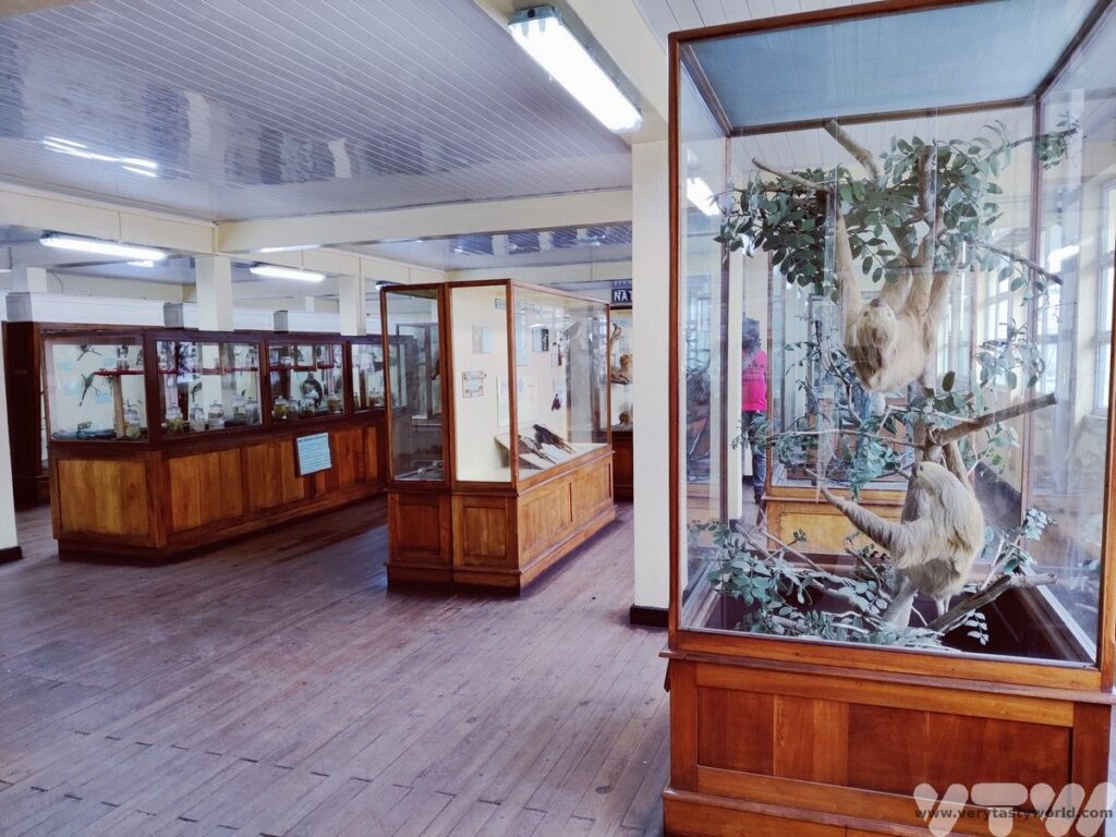 Things to do in Georgetown Guyana - the interio of the museum showing stuffed animals