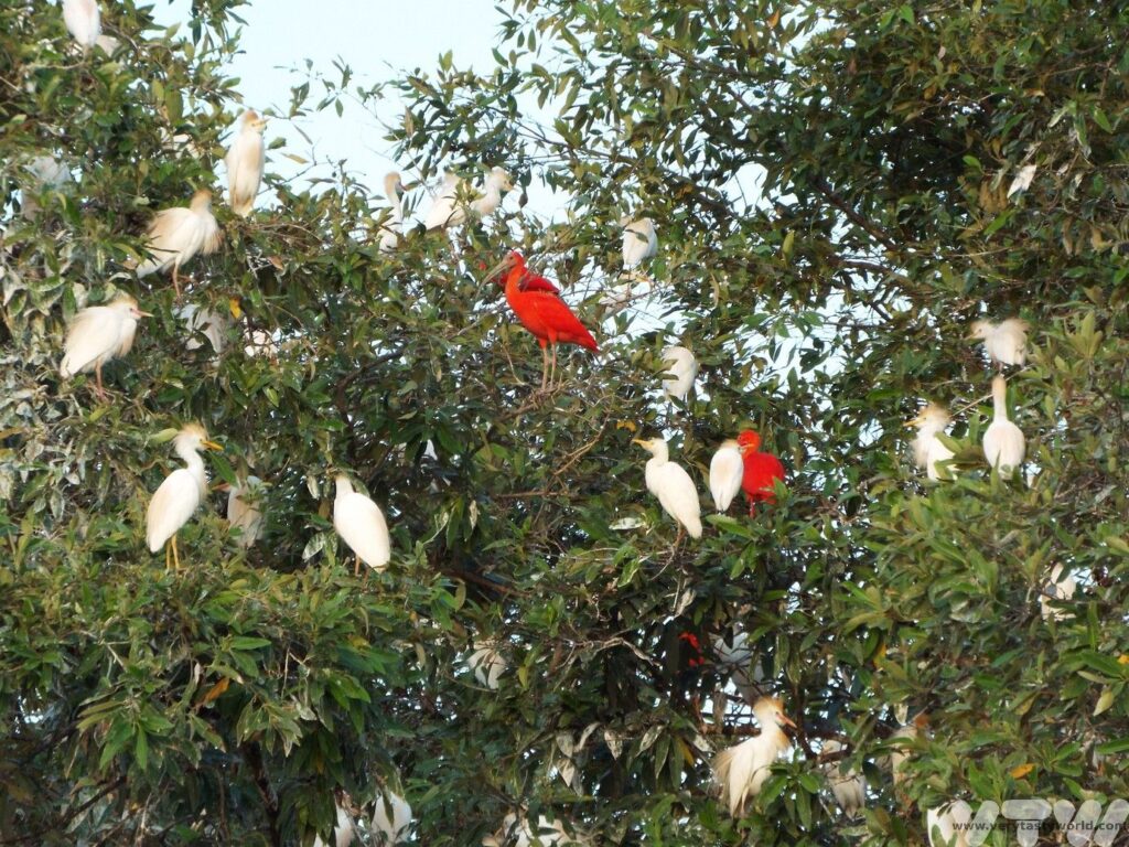 Things to do in Georgetown Guyana Scarlet ibis and egrets sitting in a tree