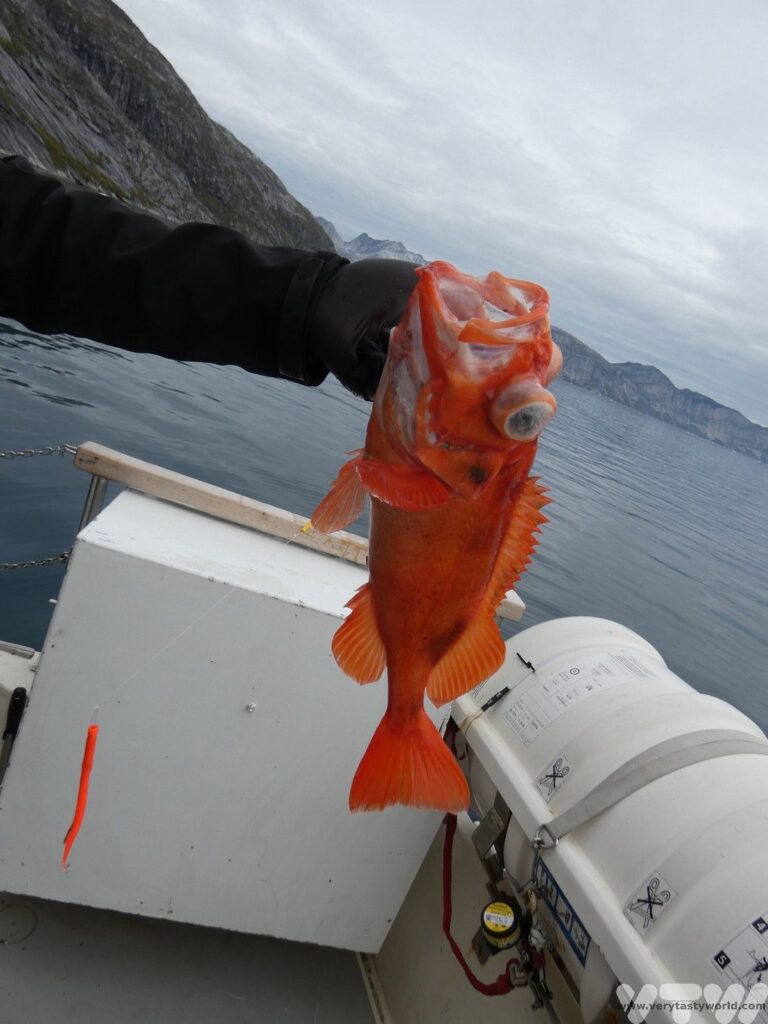 Things to do in Nuuk Greenland - catching a red fish in the fjord
